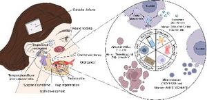 Schematic illustration of the biogenesis, sources, and roles of extracellular vesicles in oral and maxillofacial areas.