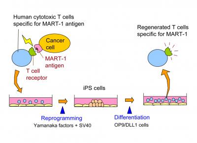 Revolutionary Techniques Could Help Harness Patients' Own Immune Cells to Fight Disease