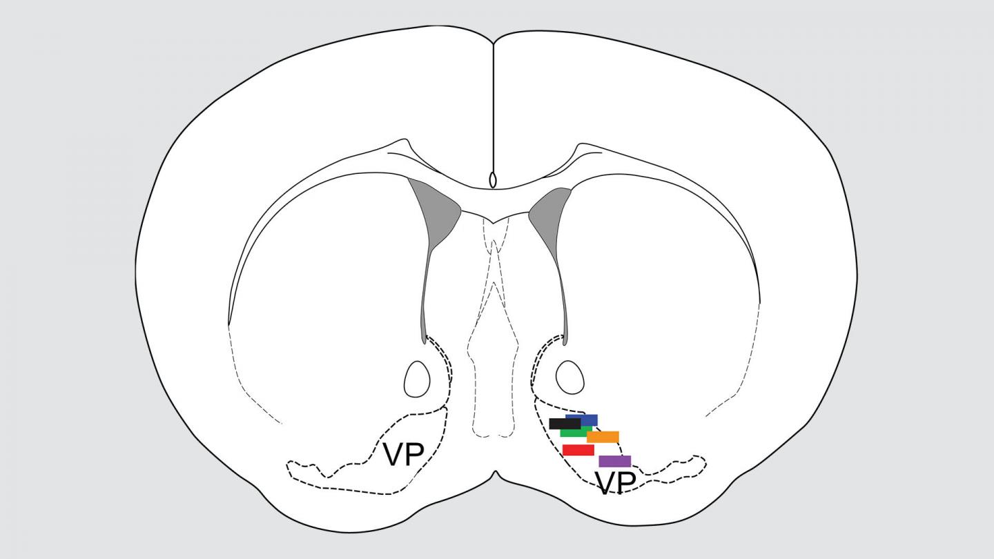 Brain Schematic Recording