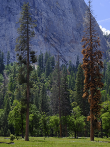 Trees in Drought