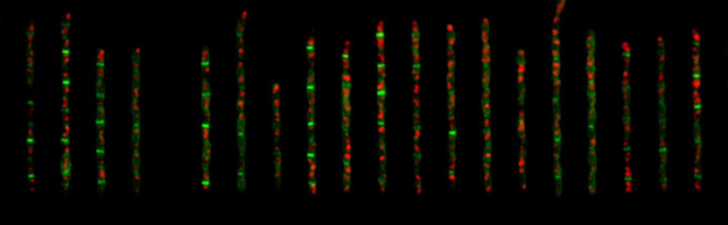 Cells Express Fluorescent Proteins