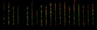 Cells Express Fluorescent Proteins