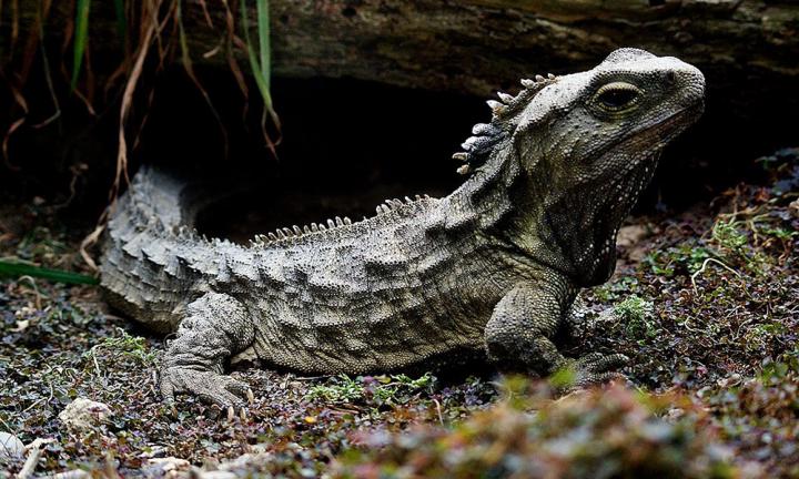 A Tuatara on the Forest Floor