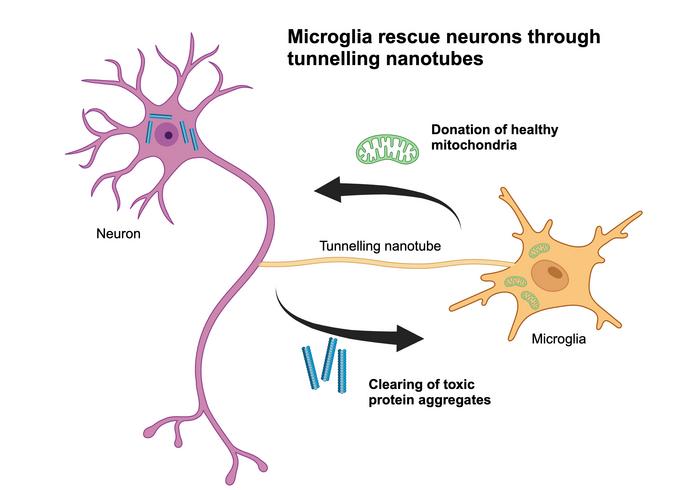 Tunneling nanotubes between neurons and microglia