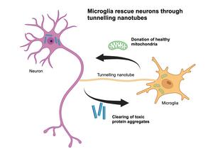 Tunneling nanotubes between neurons and microglia