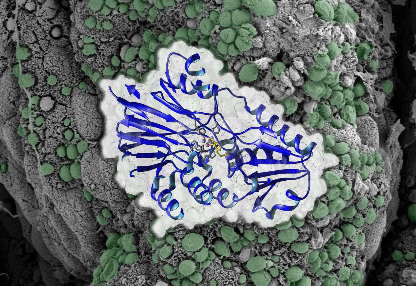 Anti-Parasite Compound Controls Cryptosporidium Infection in Mice (2 of 4)