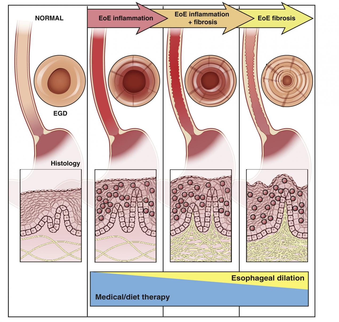 eoe-spotlight-2-image-eurekalert-science-news-releases