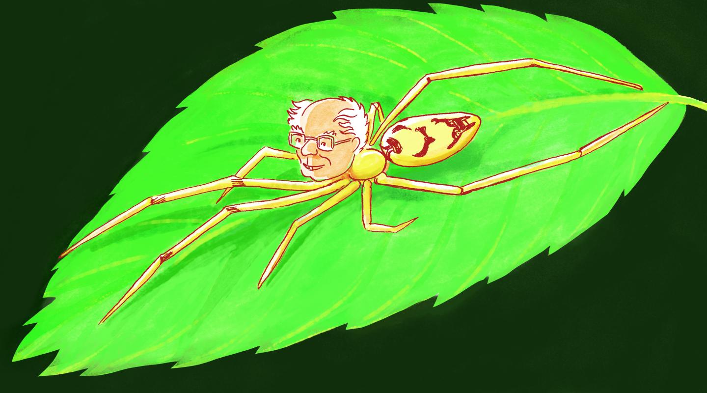 Cartoon: Bernie Sanders Spider