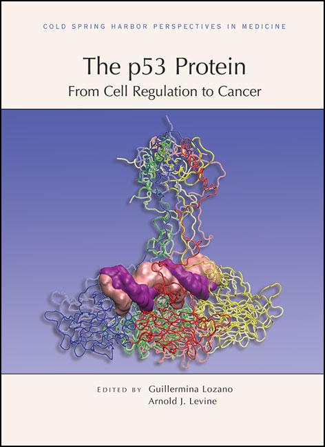 The p53 Protein: From Cell Regulation to Cancer