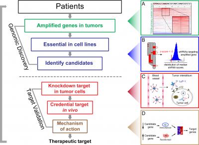 Nanotechnology Tackles Ovarian Cancer | EurekAlert!