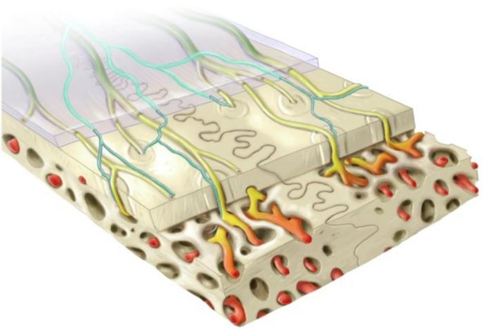 Schematic representing the spatial distribution of nerves and vessel phenotypes in the calvarium.