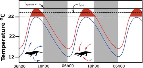 Obligatory Nocturnalism in Triassic Archaic Mammals: Preservation of Sperm Quality?