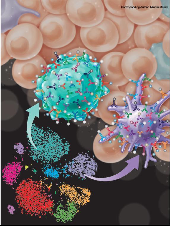 Antibodies on an Immune Cell