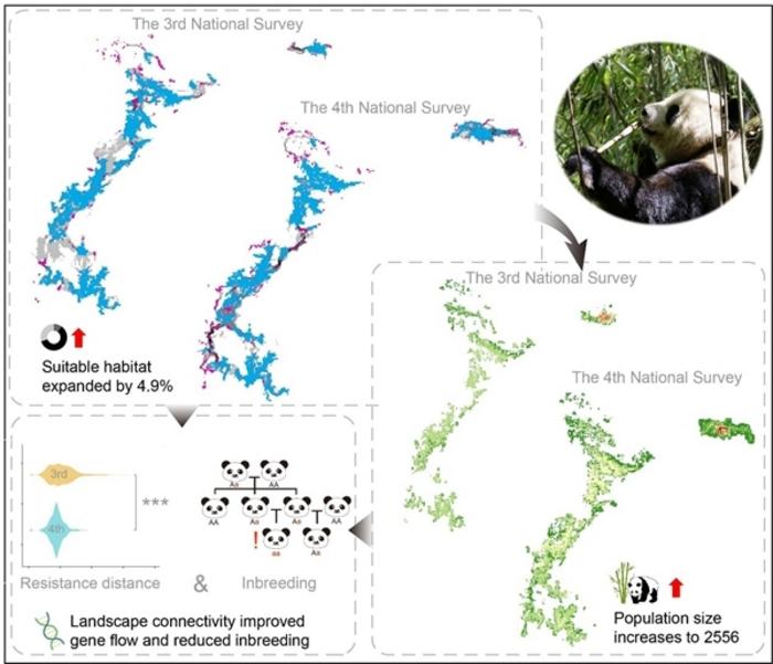 The graphical abstract of the giant panda recovery path