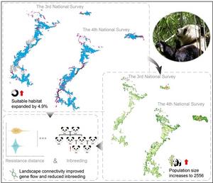 The graphical abstract of the giant panda recovery path