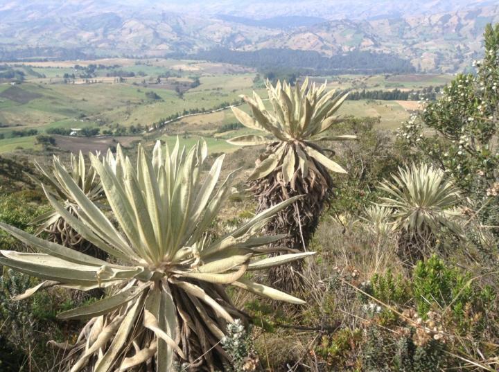 <i>Espeletia</i> Specimens