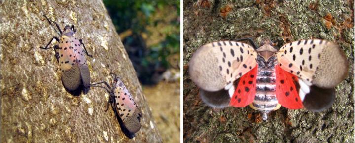 Spotted Lanternfly (<i>Lycorma delicatula</i>)