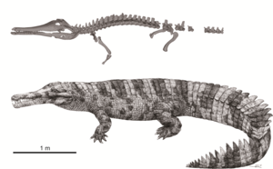 Illustration of Hanyusuchus sinensis