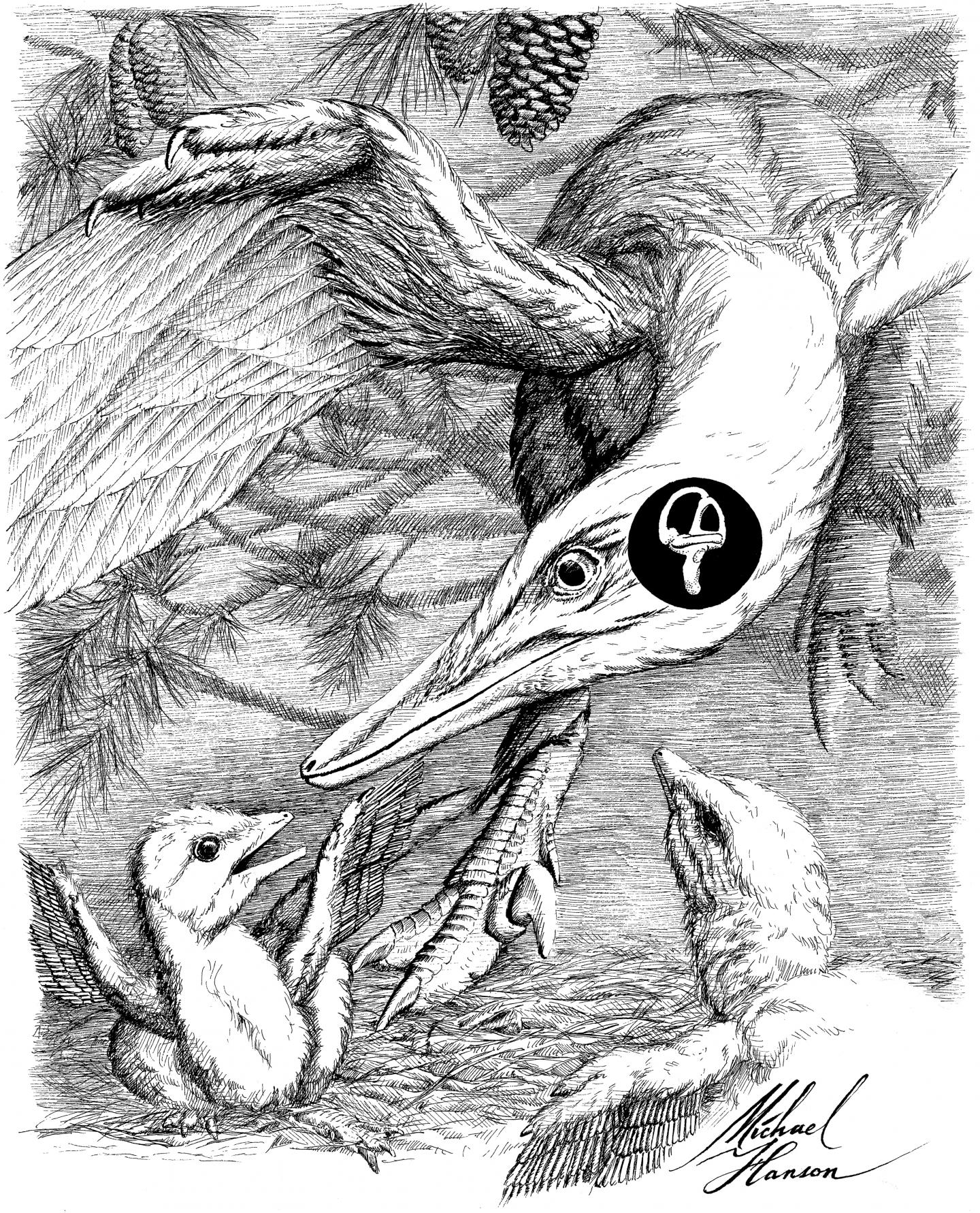 The inner ear of Hesperornis, an ancient, bird-like species with teeth and a beak