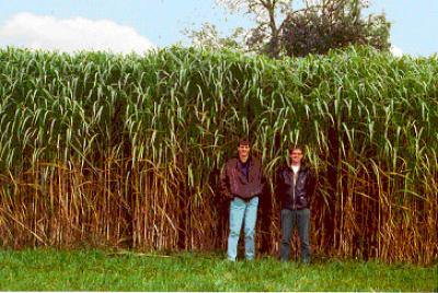 Miscanthus