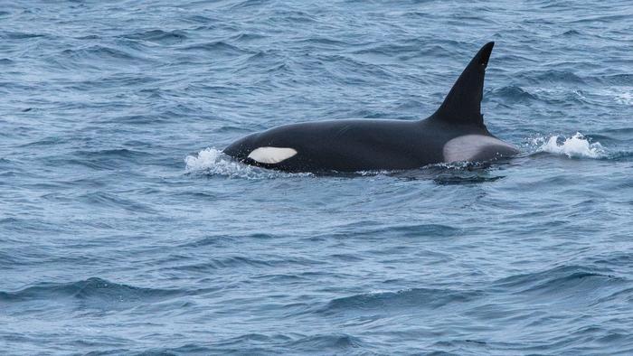 Orca whale in the Denmark Strait