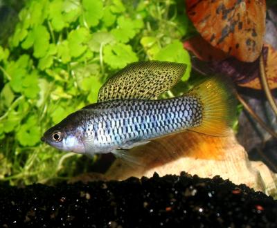 Non-Placental Species <i>Xiphophorus birchmani</i>