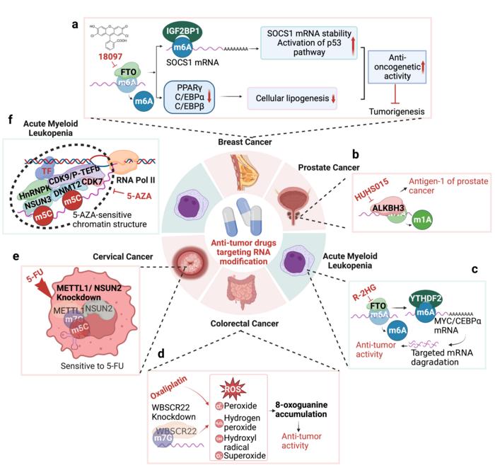 The detail mechanisms of anti-tumor drugs targeting RNA modification