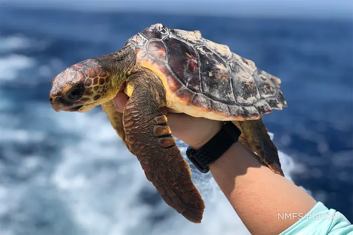 Loggerhead Turtle