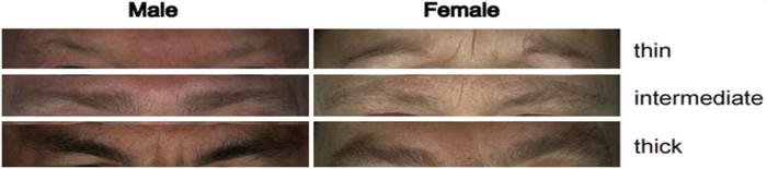 A new study uncovers genes that define the appearance of eyebrows