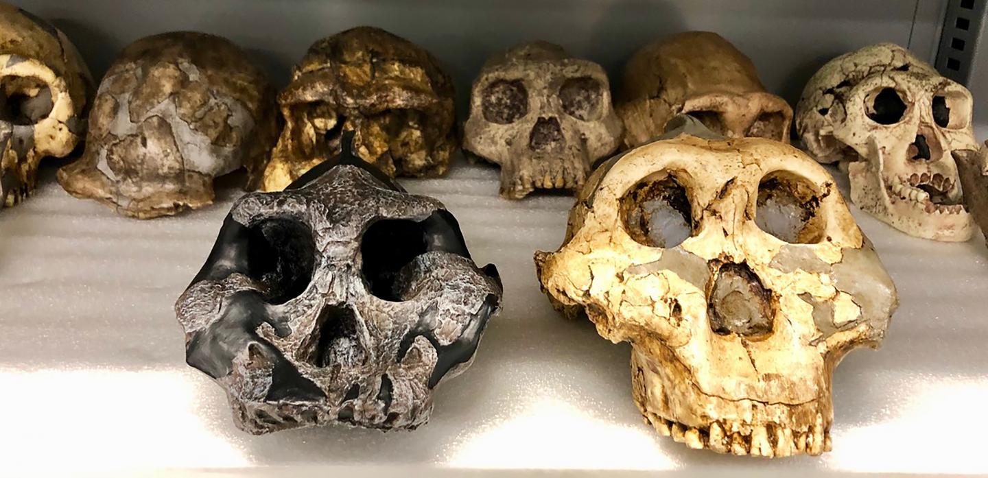 Casts of two key specimens