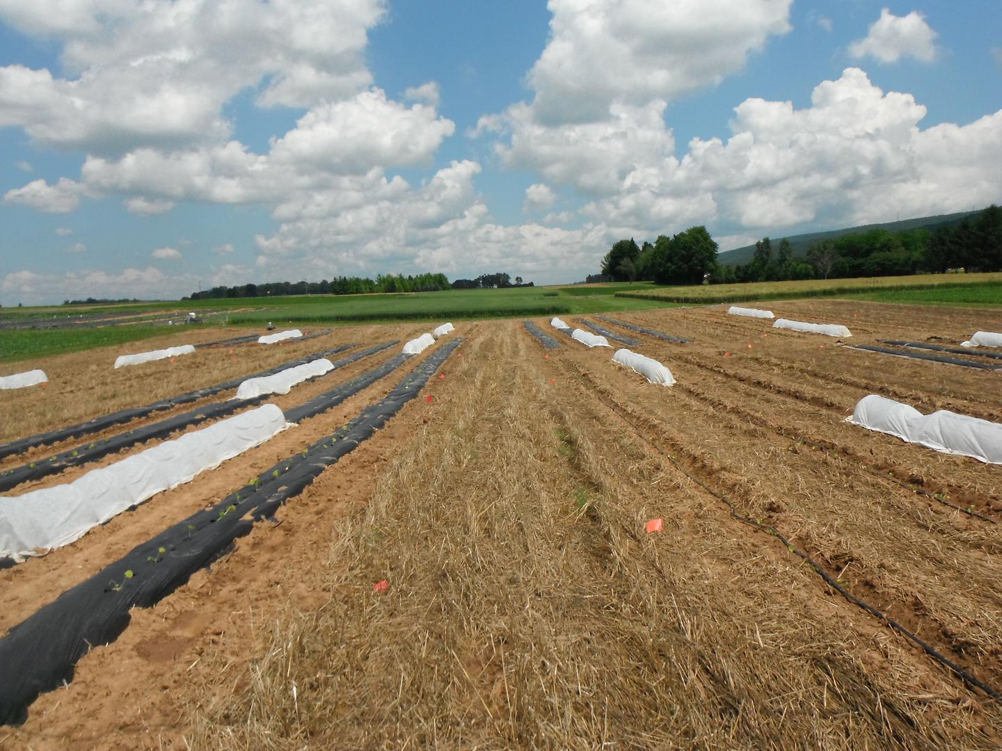 Strip Tillage, Rowcovers for Organic Cucurbit Production