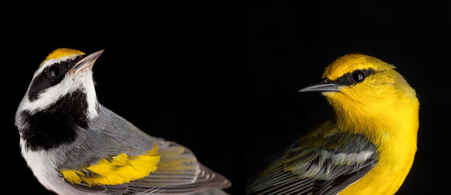 Golden-Winged and Blue-Winged Warblers