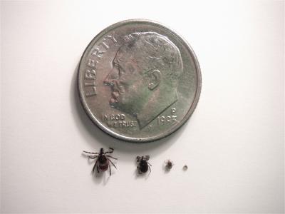 Advance of the Deer Tick