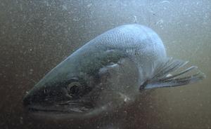 A sockeye salmon