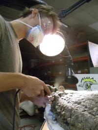 Sawing Away a Sample of a <i>Stegosaurus</i> Plate for Thin Sectioning
