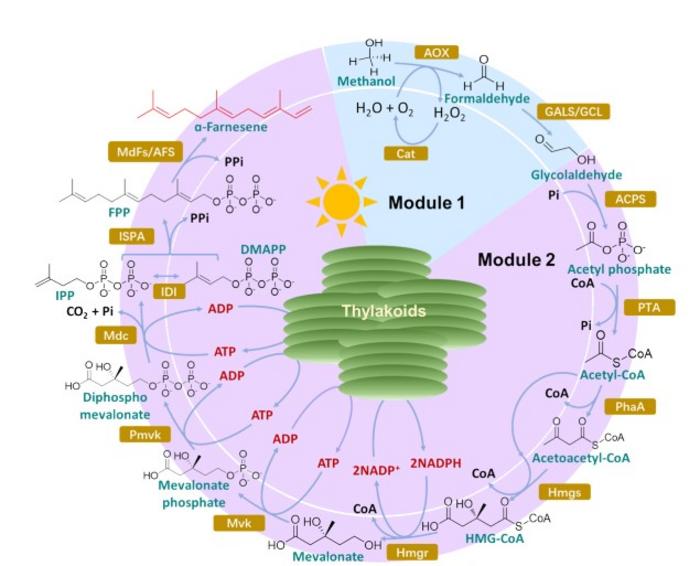 Light-driven system converts methanol to α-farnesene using plant membranes