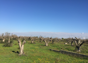 Olive field