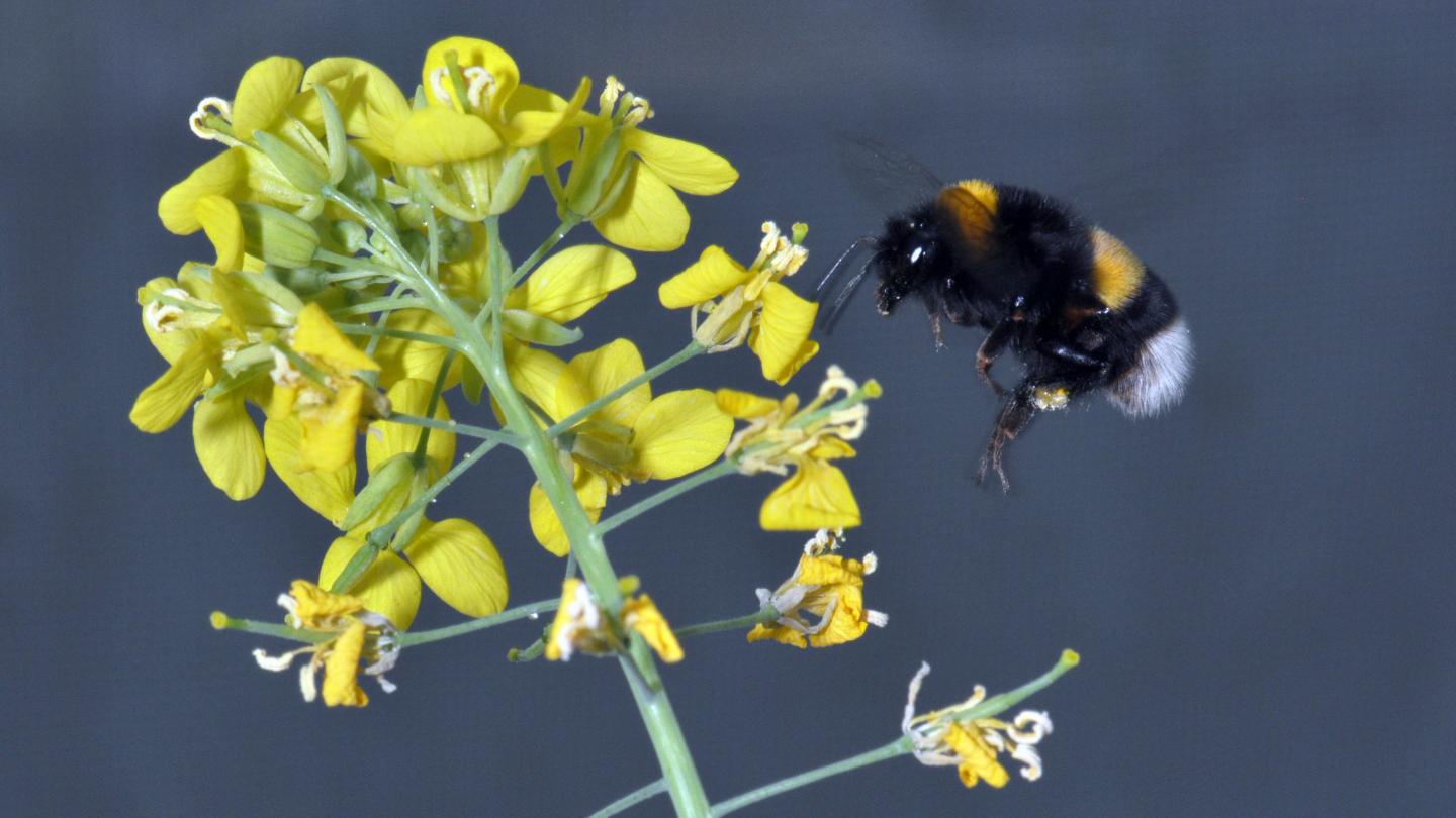 <Em>Brassica rapa</em> Pollinated by Bumblebees Has More Attractive Flowers