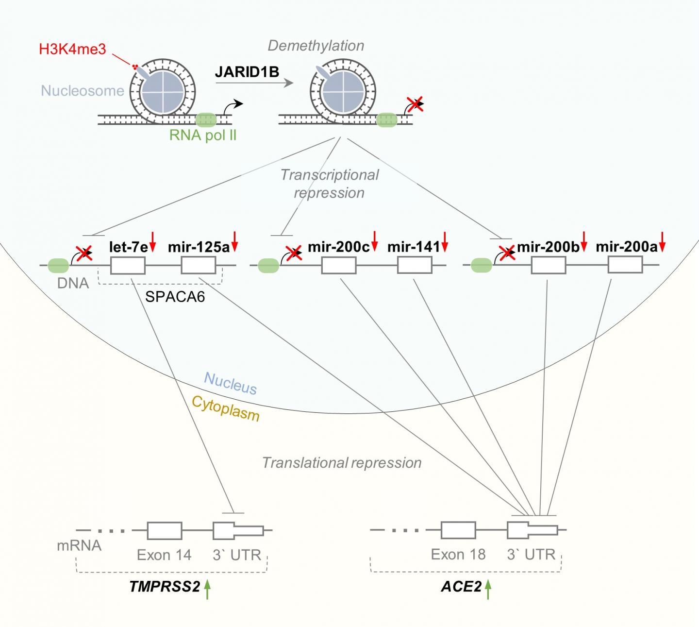 Scheme of the Interaction Network