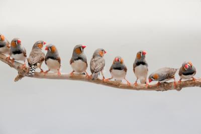 Male Zebra Finches