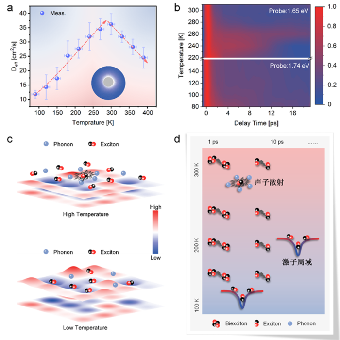 Phonon-exciton scattering and disorder potential modulated 2D exciton nonequilibrium dynamics