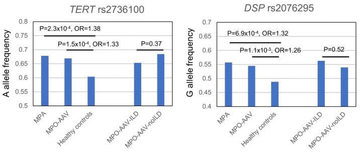 Unraveling the Genetic Determinants of Small Vessel Vasculitis