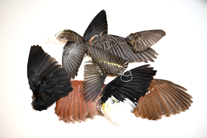 Birds wings from ROM collections.