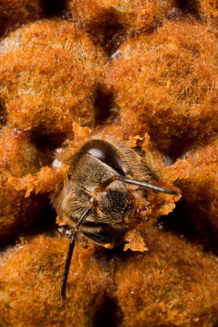 A Bee Baby Immune System is Primed against Disease before Birth