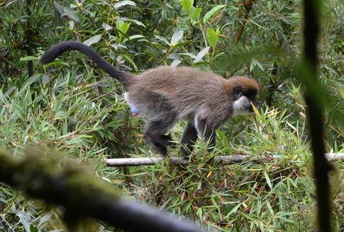 Bale Monkey from Odobullu Continuous Forest of the Bale Mountains