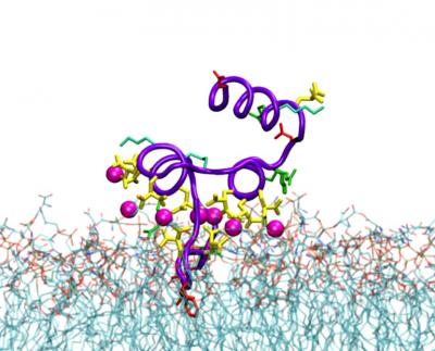 Blood Clotting, Up Close