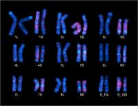 Figure 3: African Clawed Frog Chromosomes