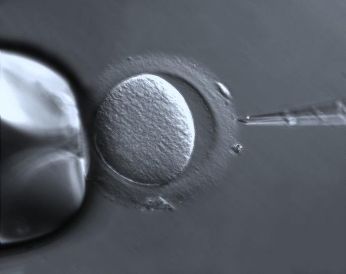 In vitro fertilization and the impact of ovulation-inducing drugs