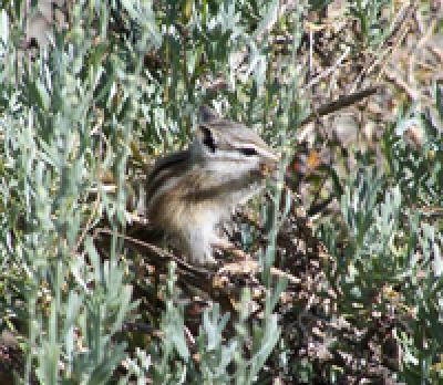 Alpine Chipmunk