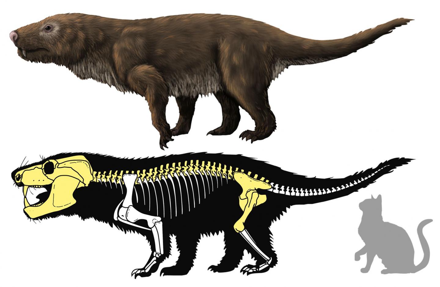 Brazilian Carnivorous Mammal-Like Reptile Fossil May Be New <i>Aleodon</i> Species